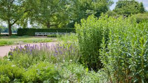 Staudengarten Königsufer | Landeshauptstadt Dresden